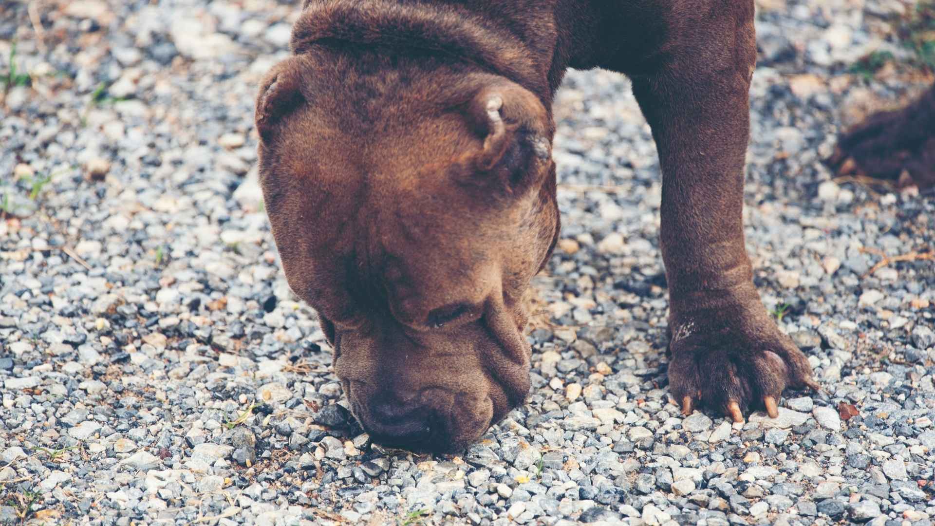 perro juega con piedras